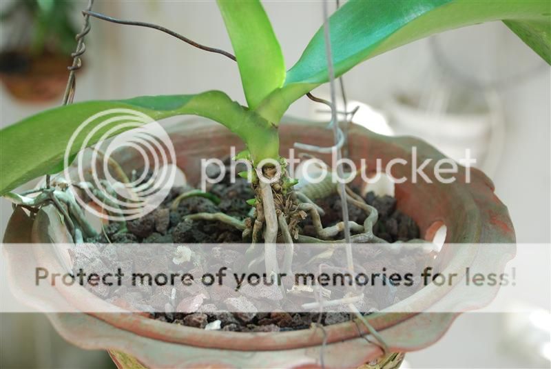 Bán thần dược cho Lan - Huy động tối đa mắt ngủ-Kekiduy - 13