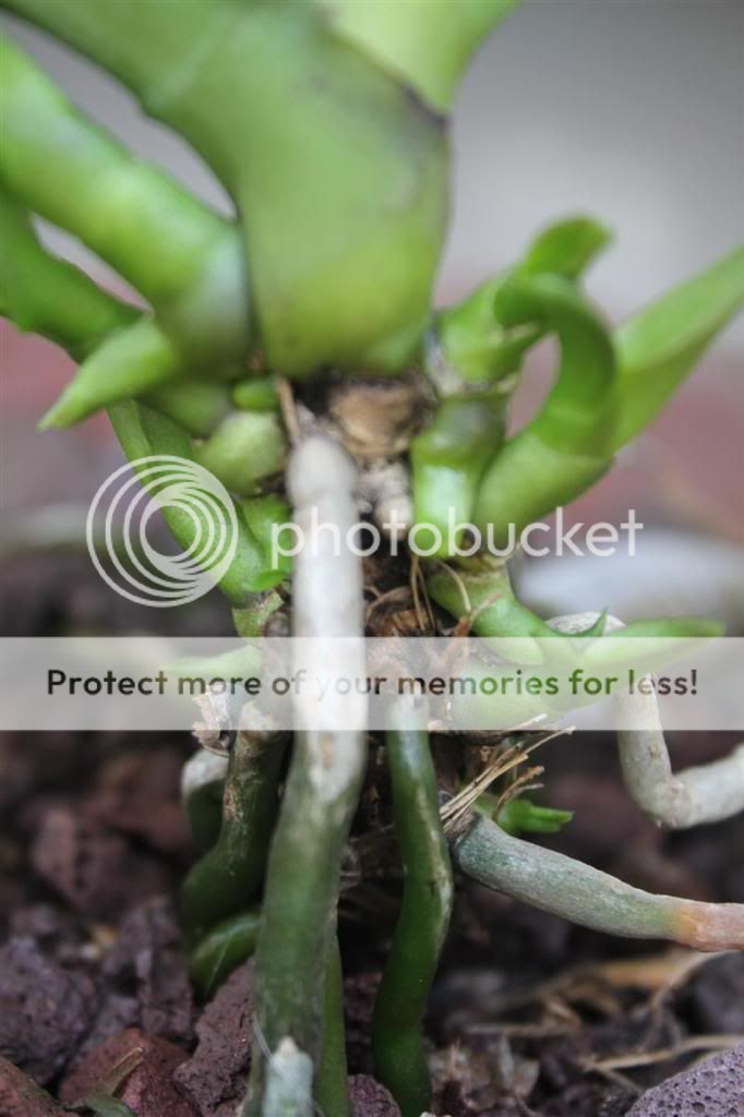 Bán thần dược cho Lan - Huy động tối đa mắt ngủ-Kekiduy - 14