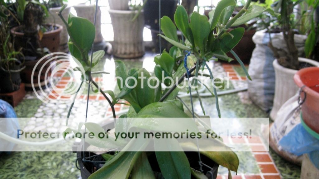 Bán thần dược cho Lan - Huy động tối đa mắt ngủ-Kekiduy - 12