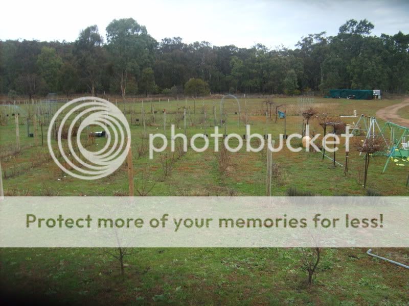 1st Hybred Tea garden