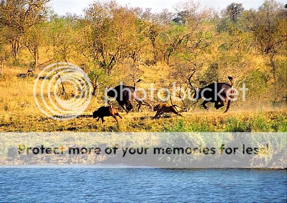 The Battle at Kruger: Dinosaur media following new generation giants
