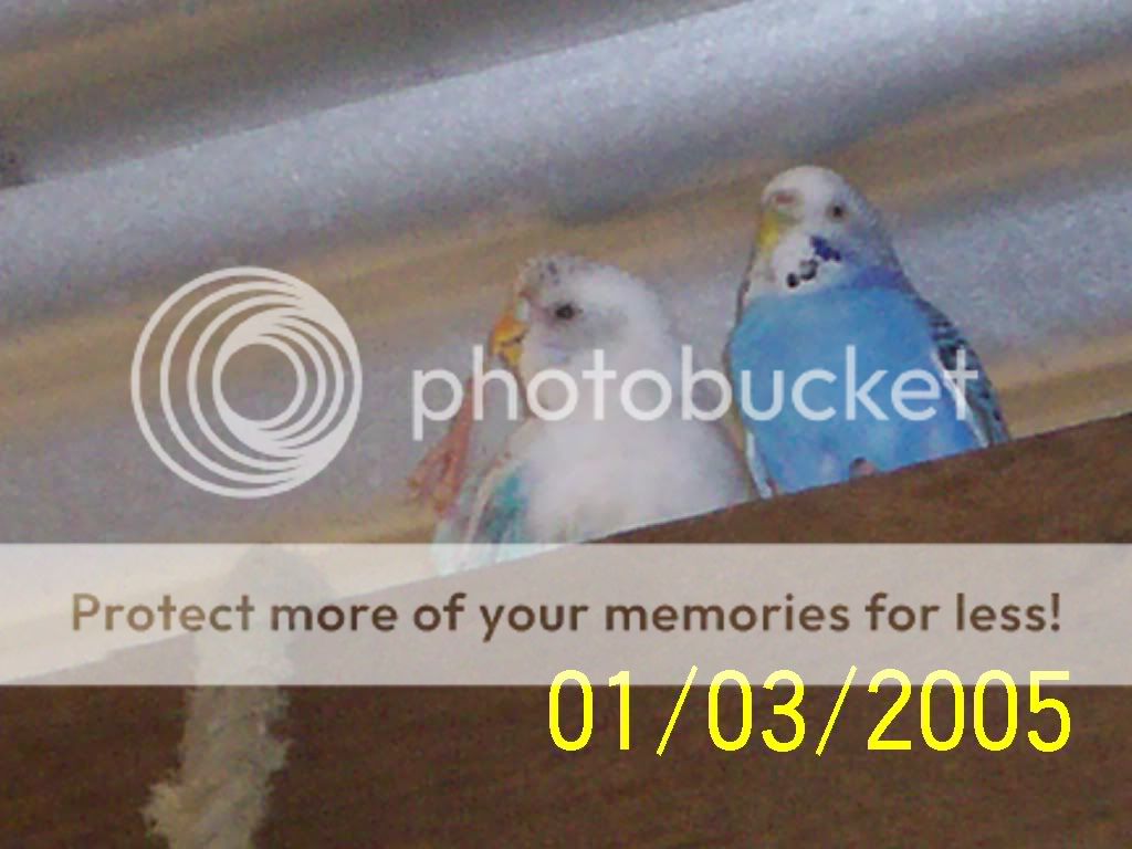 lizysphotos135.jpg?t=1251264334