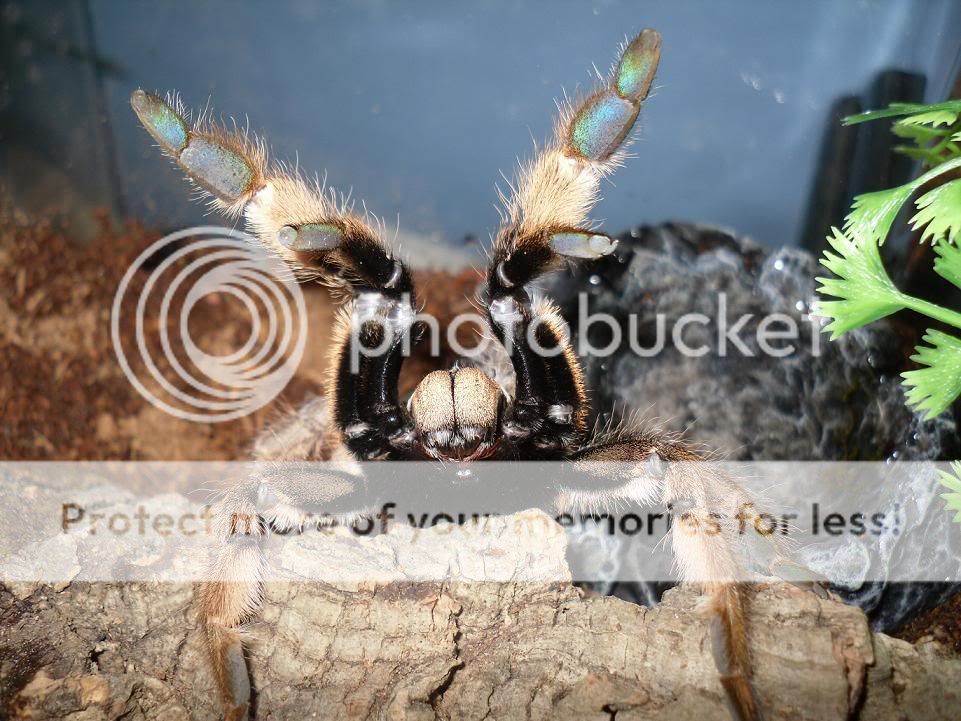 Augacephalus ezendami Reptile Forums