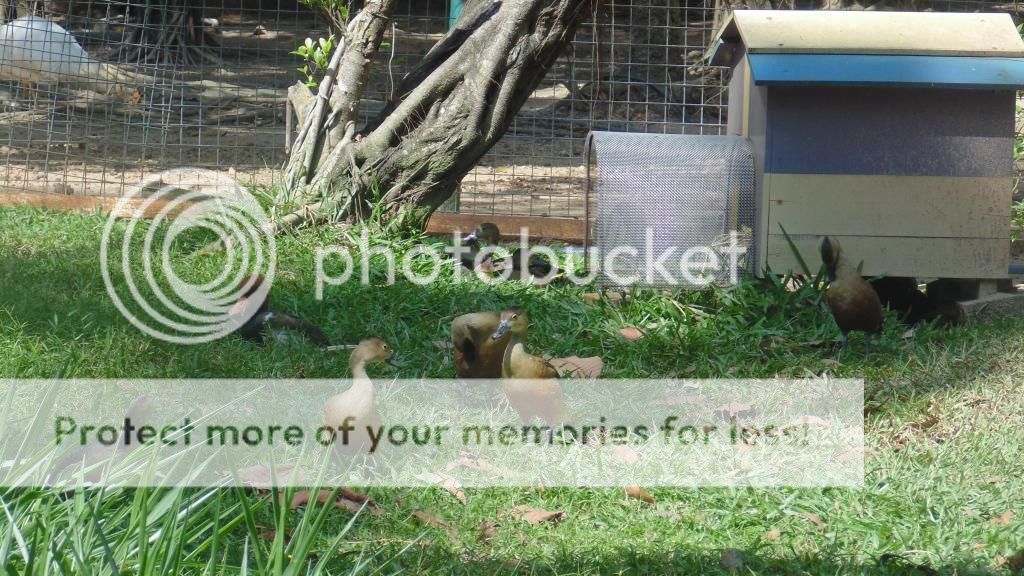 Đại Nam miễn phí đến hết năm. Anh em có thể tranh thủ mấy ngày cuối tuần đi cho biết. - 1