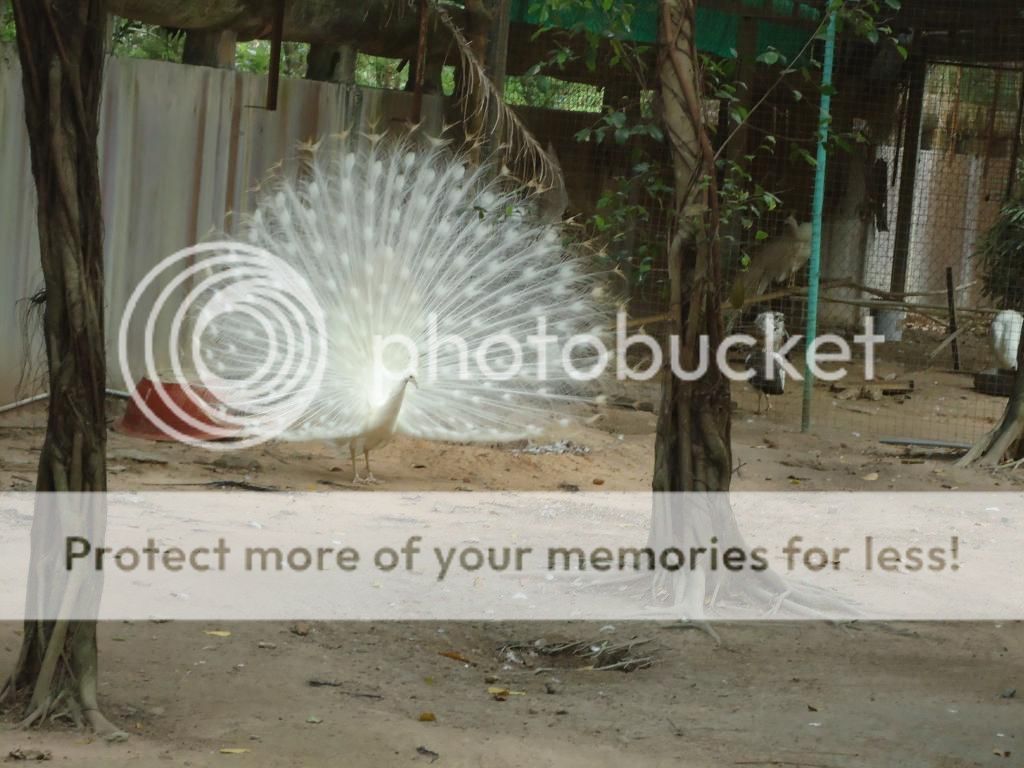 Khoe hình chim đẹp nè Ae ... - 1