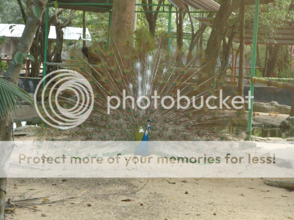 Khoe hình chim đẹp nè Ae ...