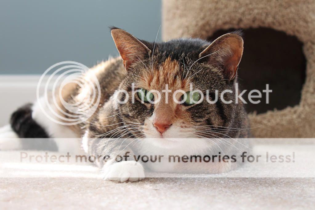 IMAGE: http://i609.photobucket.com/albums/tt180/jer_r6/emma.jpg