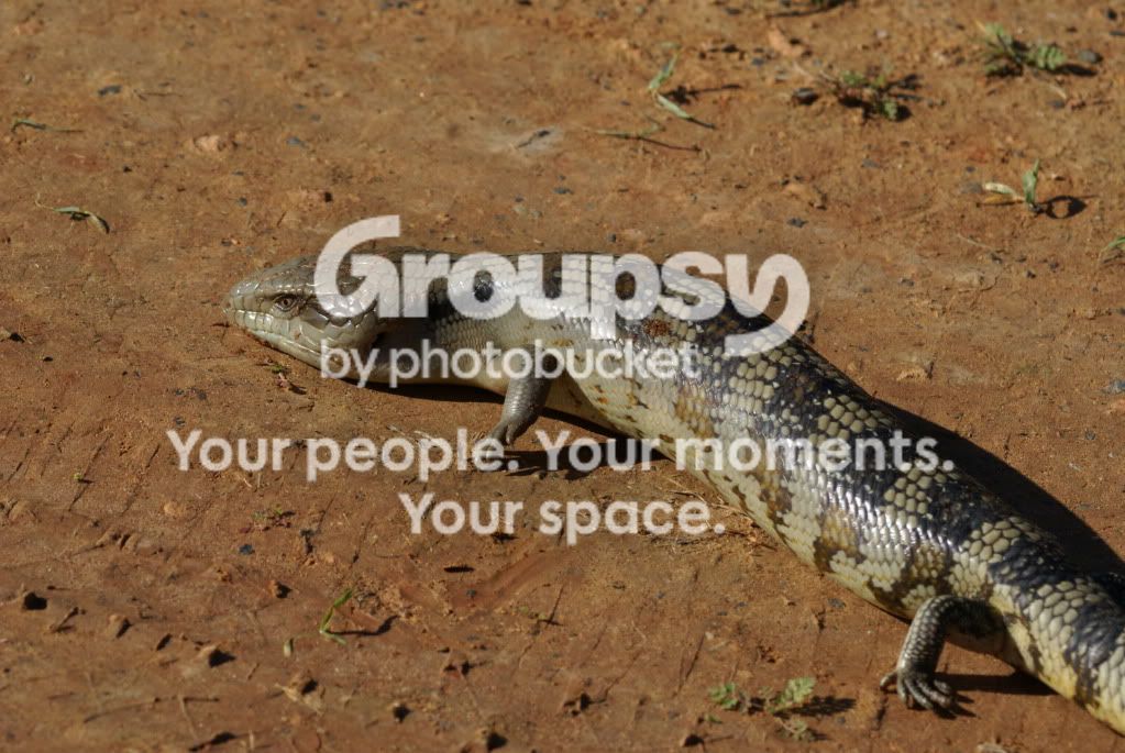 Wild eastern/northern bluey pics wanted | Aussie Pythons & Snakes Forum